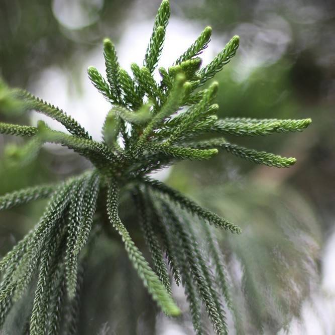 Japanese cedar (Cryptomeria japonica 'Spiralis') plant — close-up photo