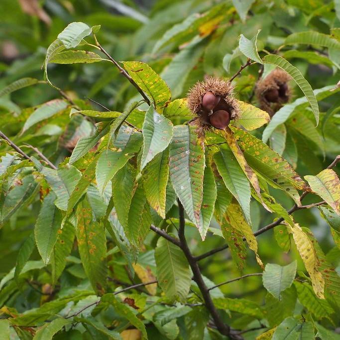 Japanese chestnut (Castanea crenata) plant — close-up photo