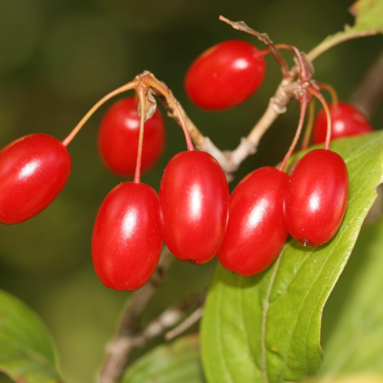 Japanese cornelian cherry (Cornus officinalis) plant — close-up photo