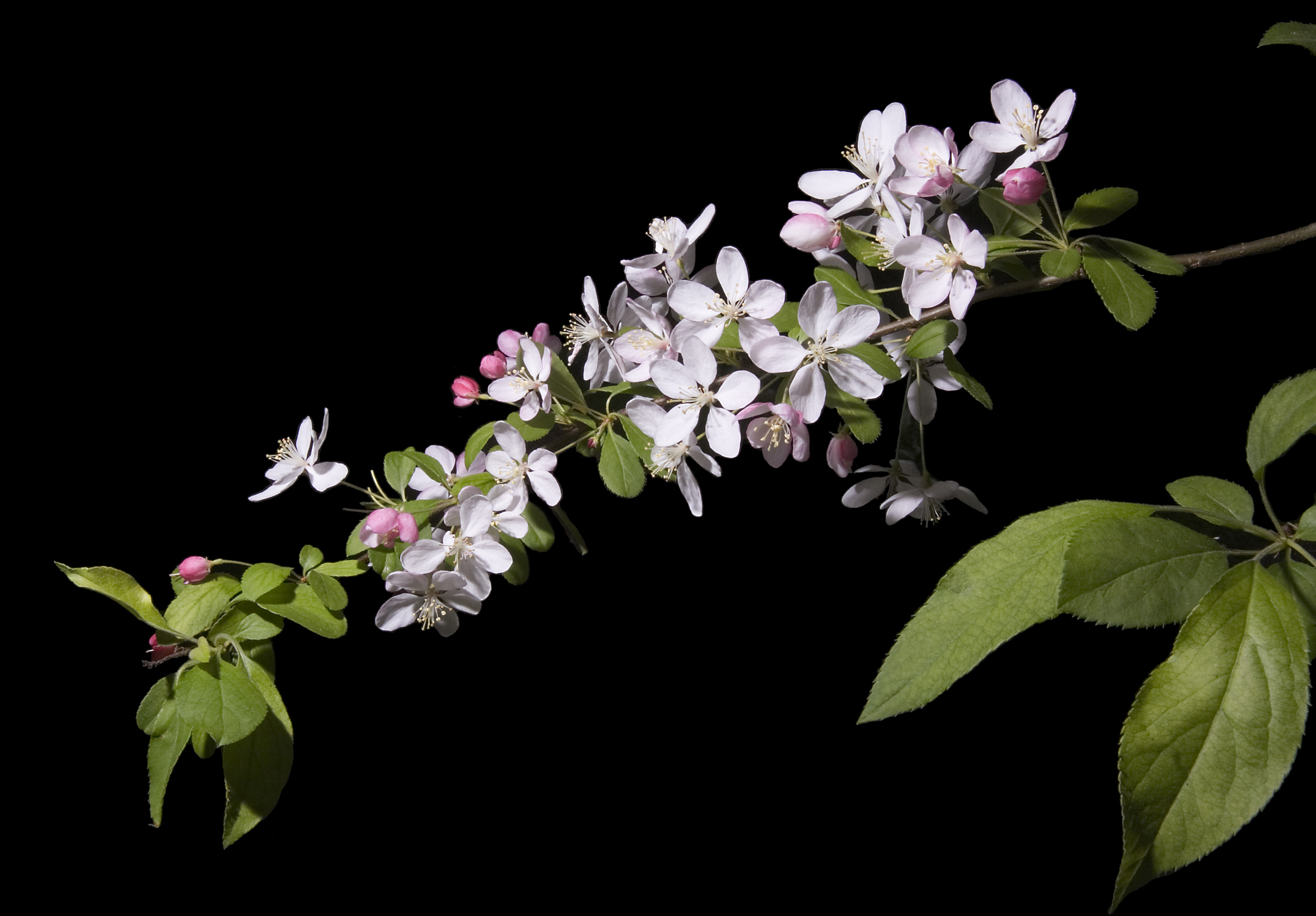Japanese Crabapple (Malus floribunda) plant