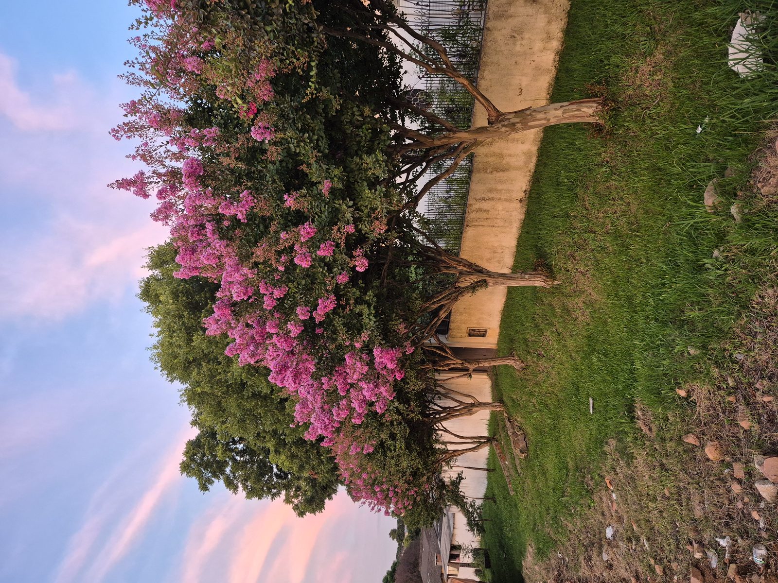 Japanese Crape Myrtle (Lagerstroemia indica) plant