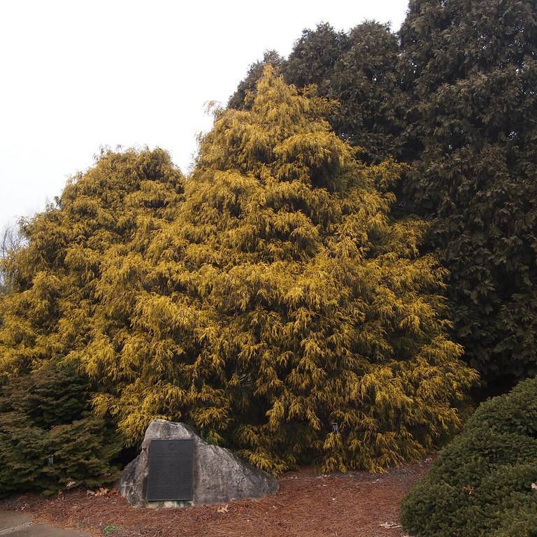 Japanese falsecypress (Chamaecyparis pisifera 'Golden Pincushion') plant — close-up photo