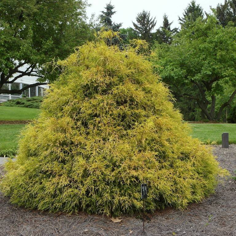 Japanese falsecypress (Chamaecyparis pisifera 'Vintage Gold') plant — close-up photo