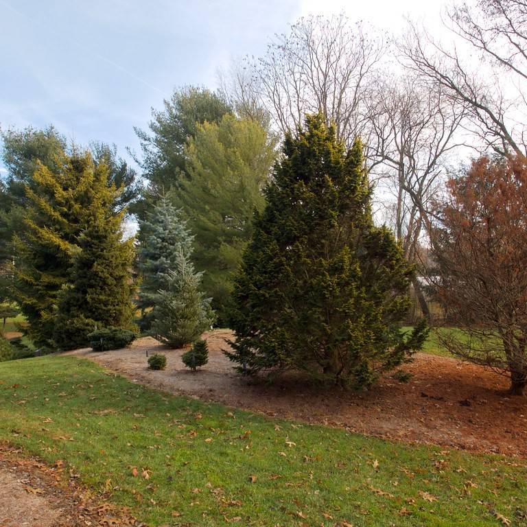 Japanese falsecypress (Chamaecyparis pisifera 'Aurea Pendula') plant — close-up photo