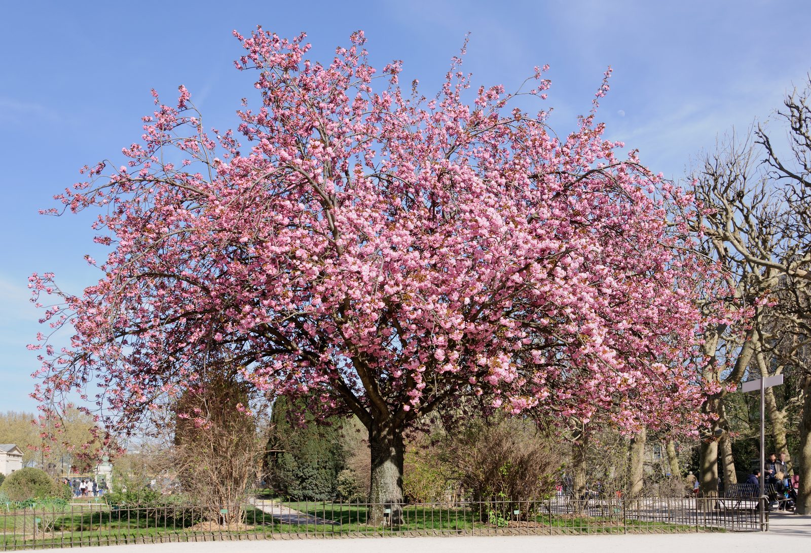 Japanese Flowering Cherry (Prunus serrulata) plant
