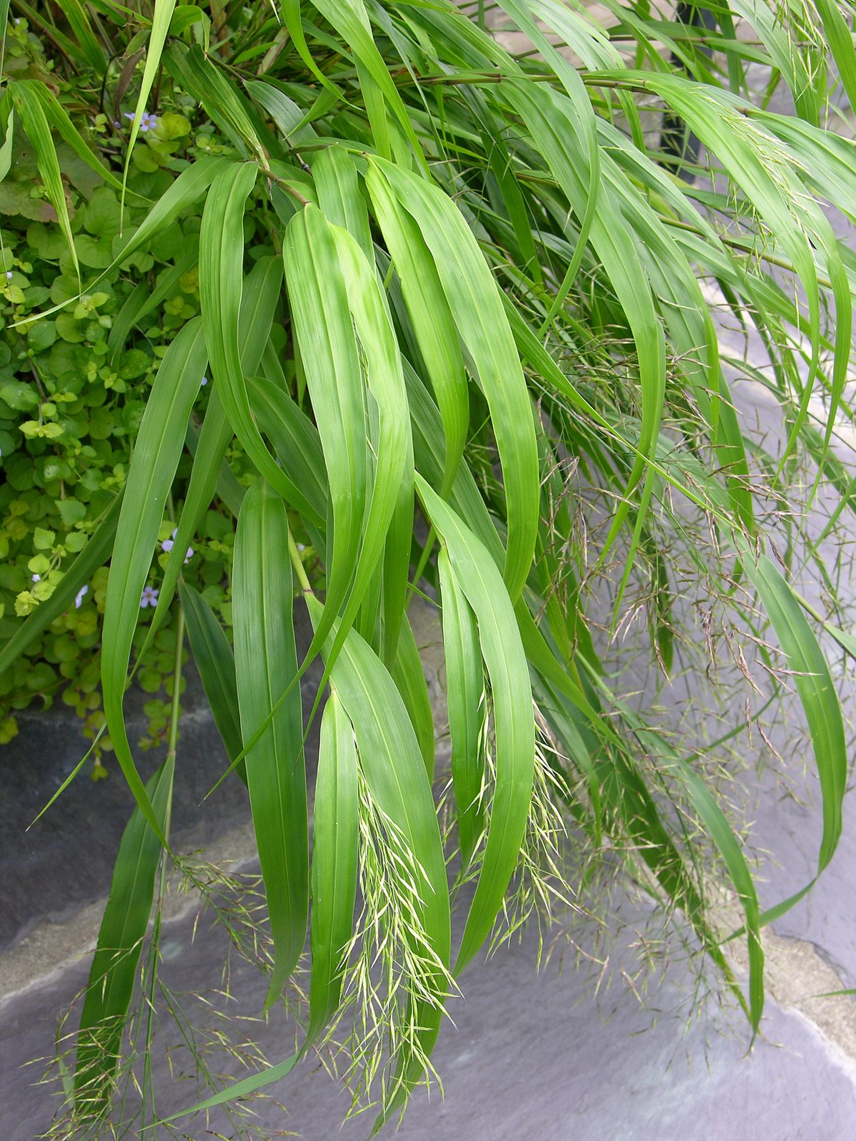 Japanese Forest Grass (Hakonechloa macra) plant