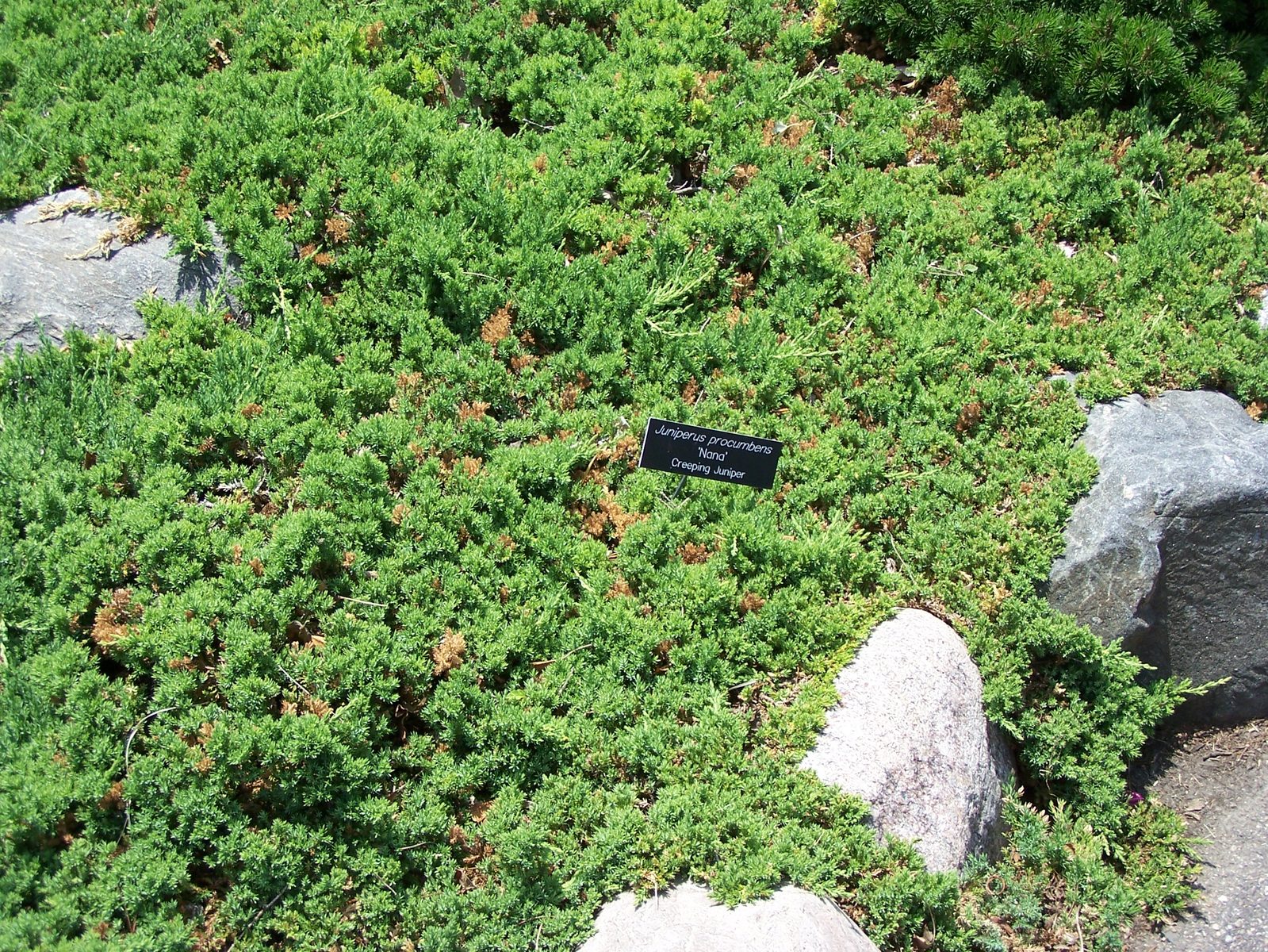 Japanese Garden Juniper (Juniperus procumbens) plant