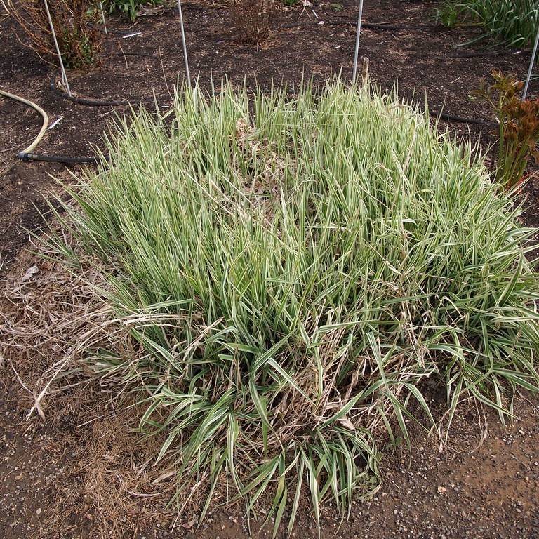 Japanese grass sedge (Carex morrowii 'Goldband') plant — close-up photo