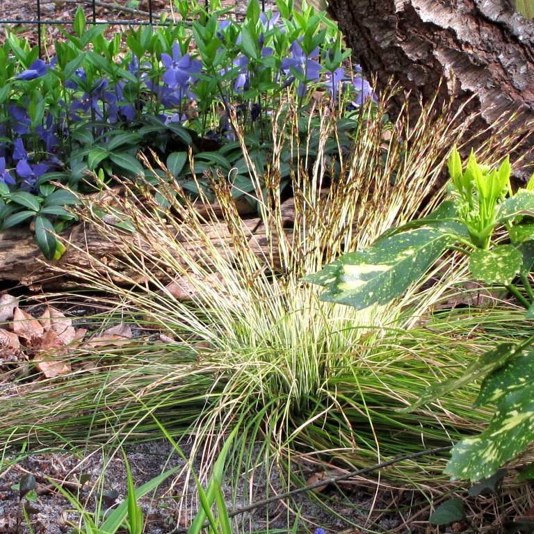 Japanese grass sedge (Carex morrowii var. temnolepis 'Silk Tassel') plant — close-up photo