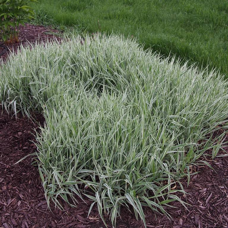 Japanese grass sedge (Carex morrowii) plant — close-up photo