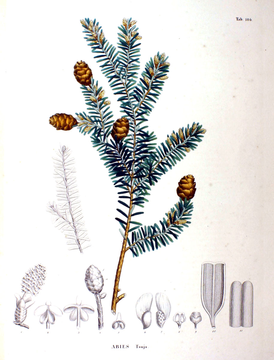 Japanese Hemlock (Tsuga sieboldii) plant