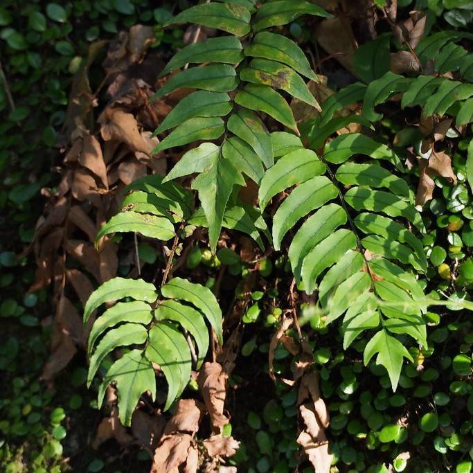 Japanese holly fern (Cyrtomium fortunei) plant — close-up photo