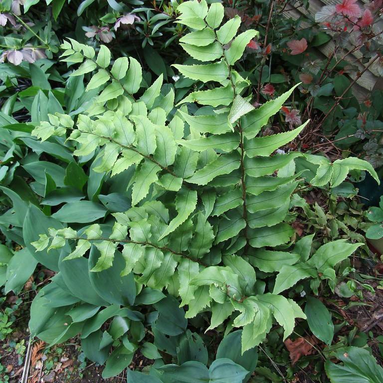 Japanese holly fern (Cyrtomium falcatum) plant — close-up photo