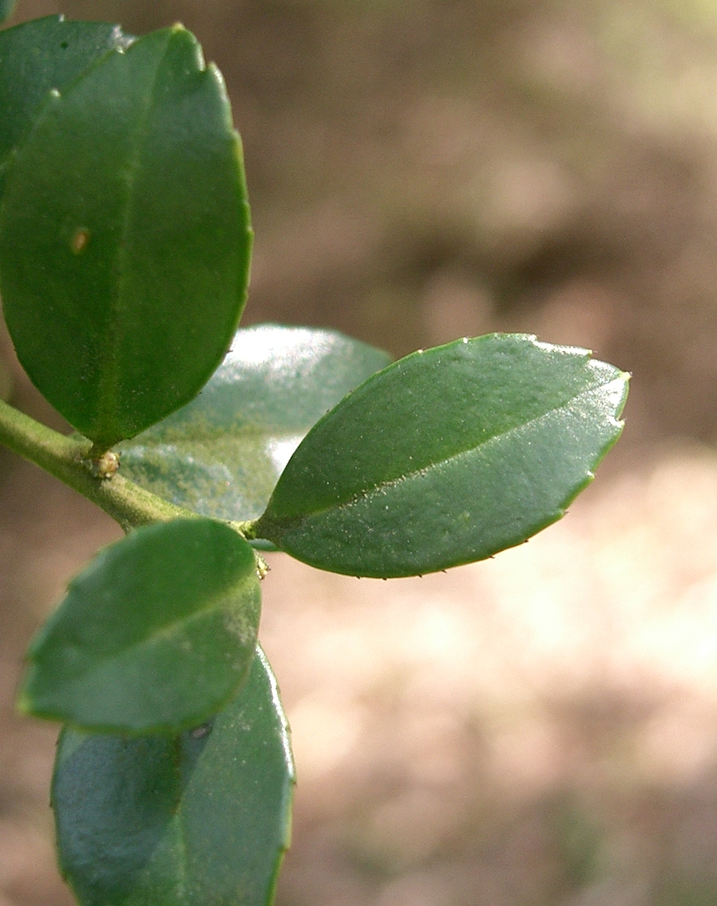 Japanese Holly (Ilex crenata) plant