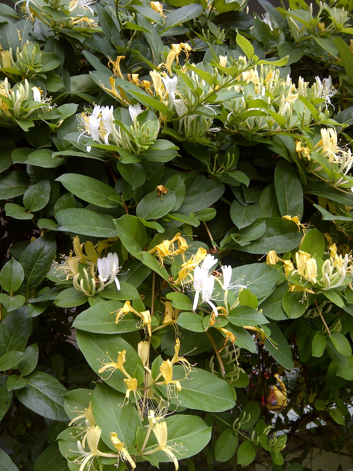 Japanese Honeysuckle (Lonicera japonica) plant