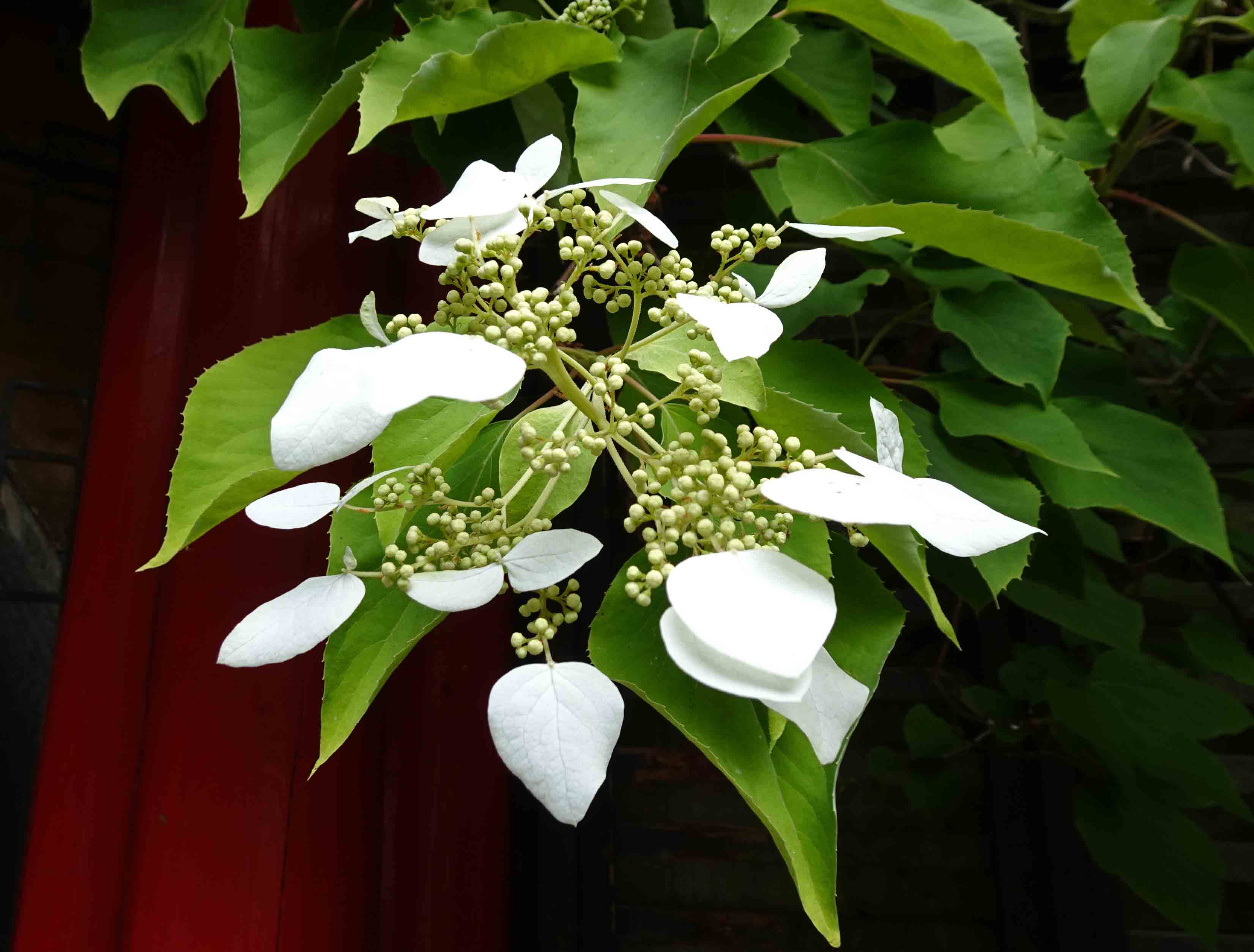 Japanese Hydrangea Vine (Schizophragma hydrangeoides) plant