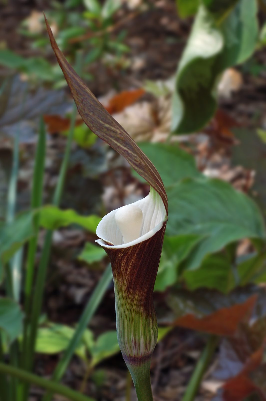 Japanese Jack In The Pulpit (Arisaema sikokianum) plant