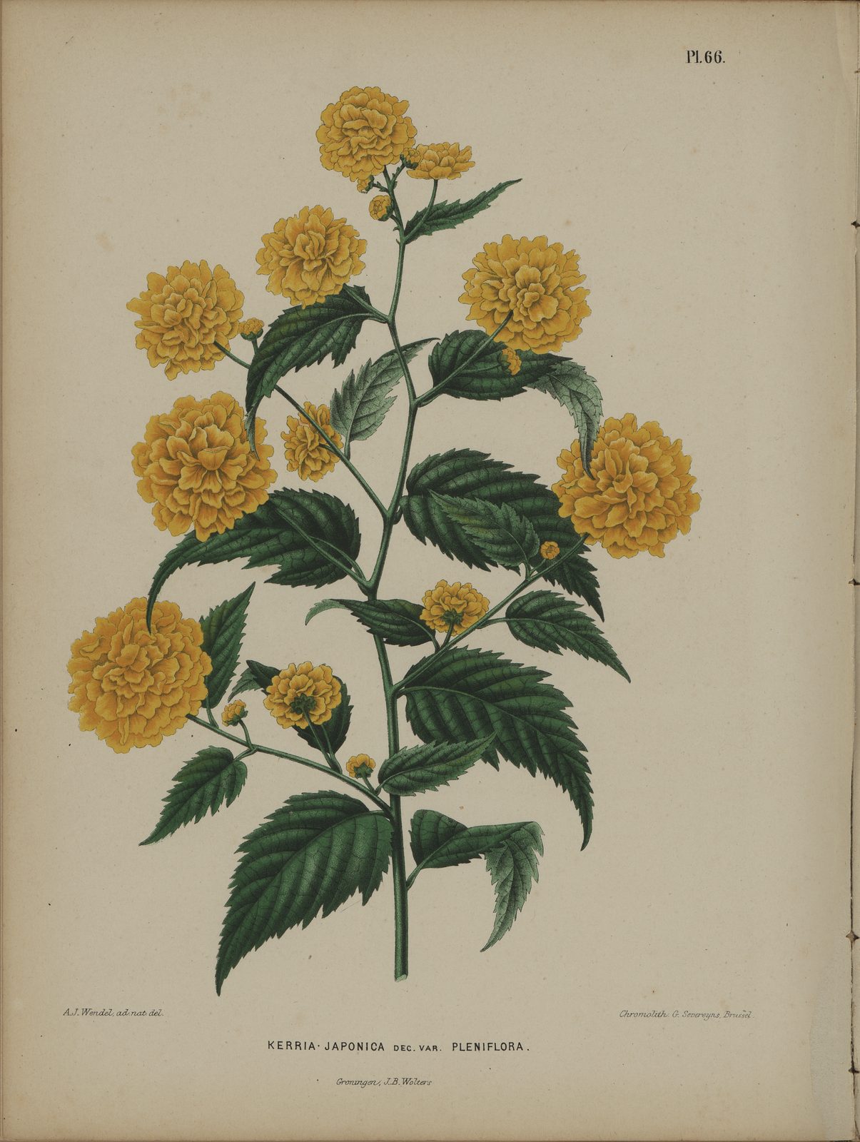 Japanese Kerria (Kerria japonica) plant
