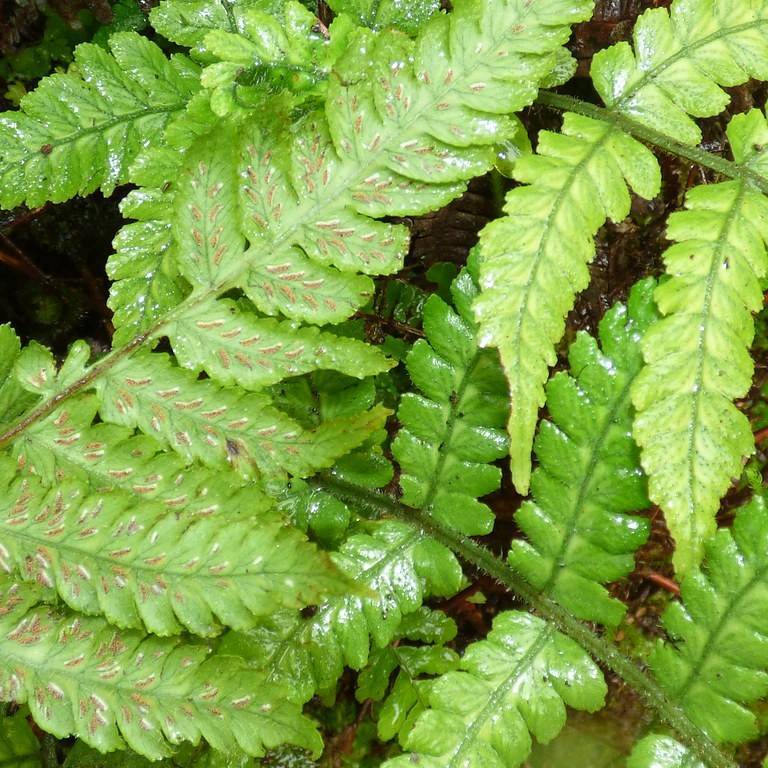 Japanese lady fern (Deparia petersenii) plant — close-up photo