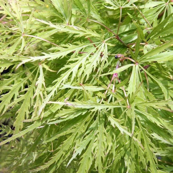 Japanese maple (Acer palmatum 'Germaine's Gyration') plant — close-up photo