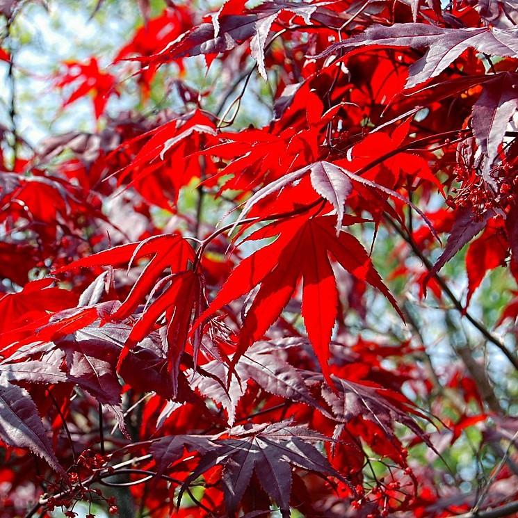 Japanese maple (Acer palmatum 'Shishio Improved') plant — close-up photo