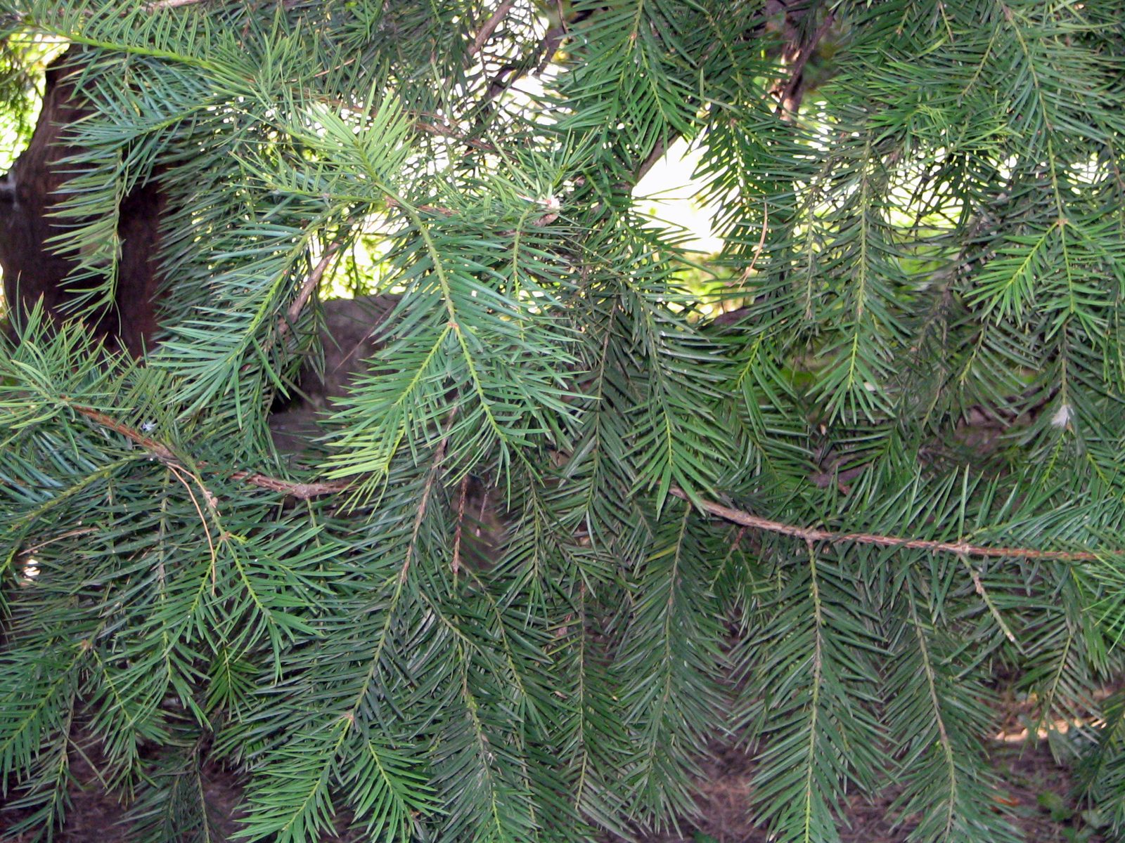 Japanese Nutmeg Yew (Torreya nucifera) plant