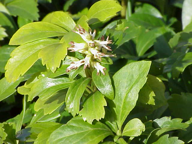 Japanese Pachysandra (Pachysandra terminalis) plant