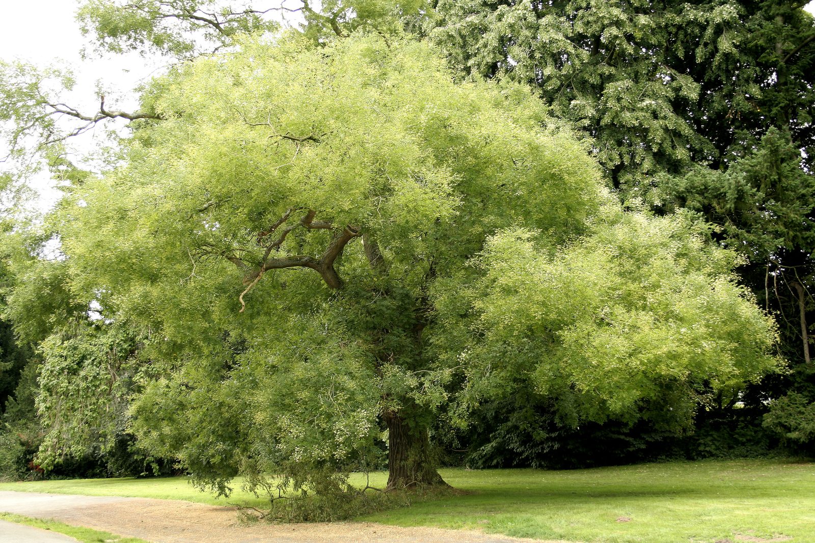 Japanese Pagoda Tree (Styphnolobium japonicum) plant