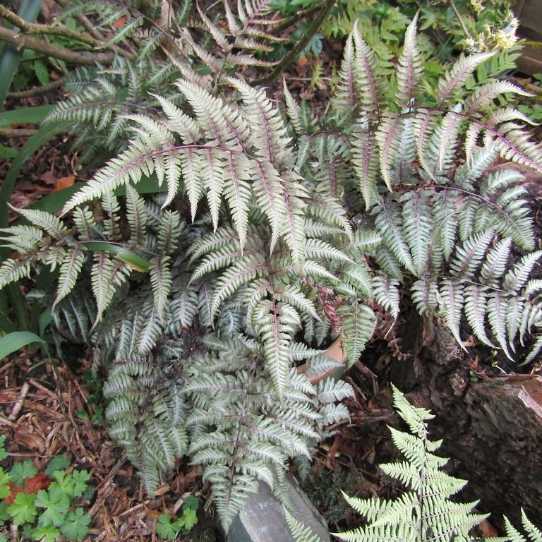 Japanese painted fern (Athyrium niponicum var. pictum) plant — close-up photo