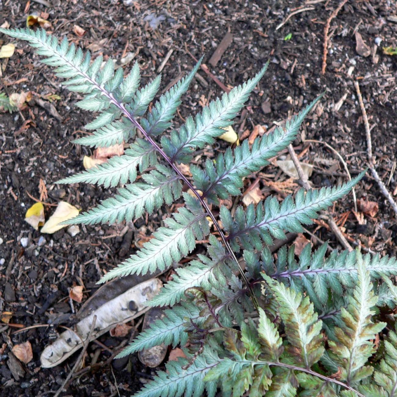 Japanese painted fern (Athyrium niponicum var. pictum 'Burgundy Lace') plant — close-up photo