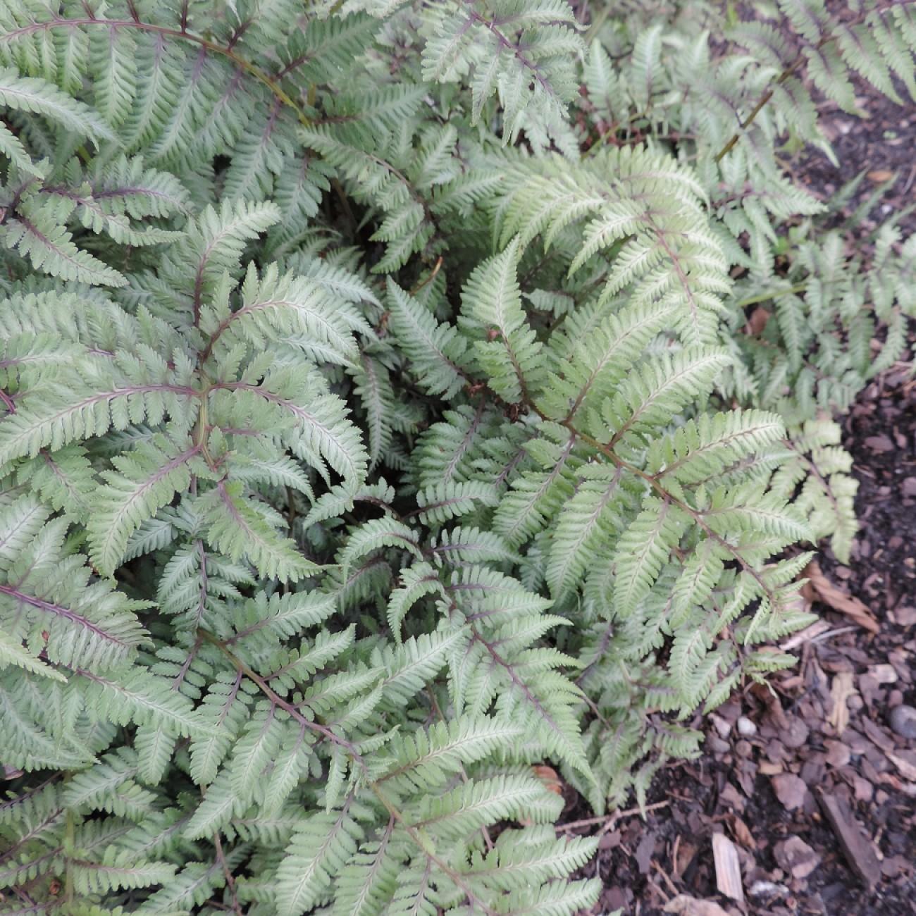 Japanese painted fern (Athyrium niponicum var. pictum 'Pewter Lace') plant — close-up photo
