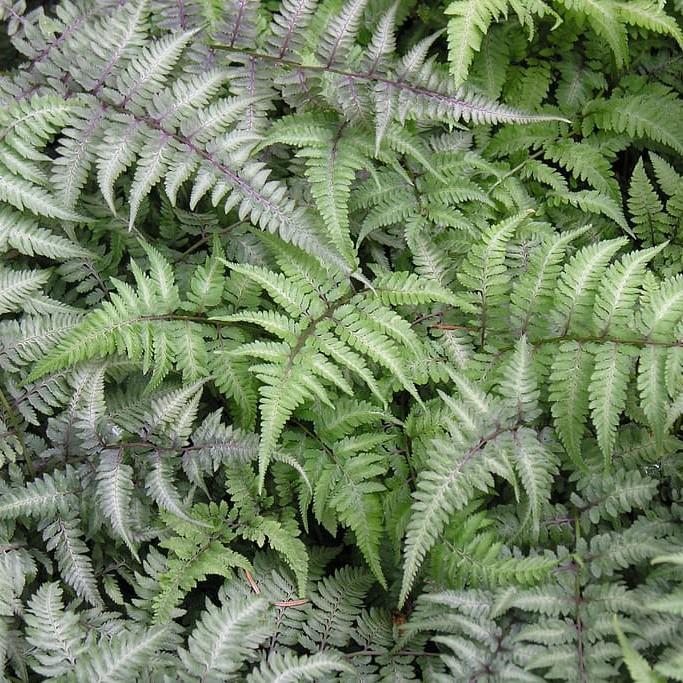 Japanese painted fern (Athyrium niponicum var. pictum 'Red Beauty') plant — close-up photo