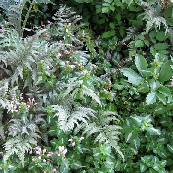 Japanese painted fern (Athyrium niponicum var. pictum 'Silver Falls') plant — close-up photo