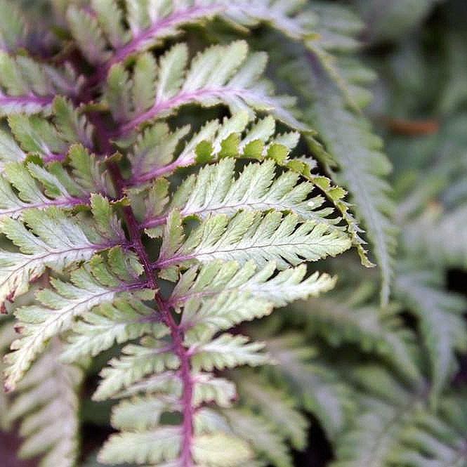 Japanese painted fern (Athyrium niponicum var. pictum 'Ursula's Red') plant — close-up photo