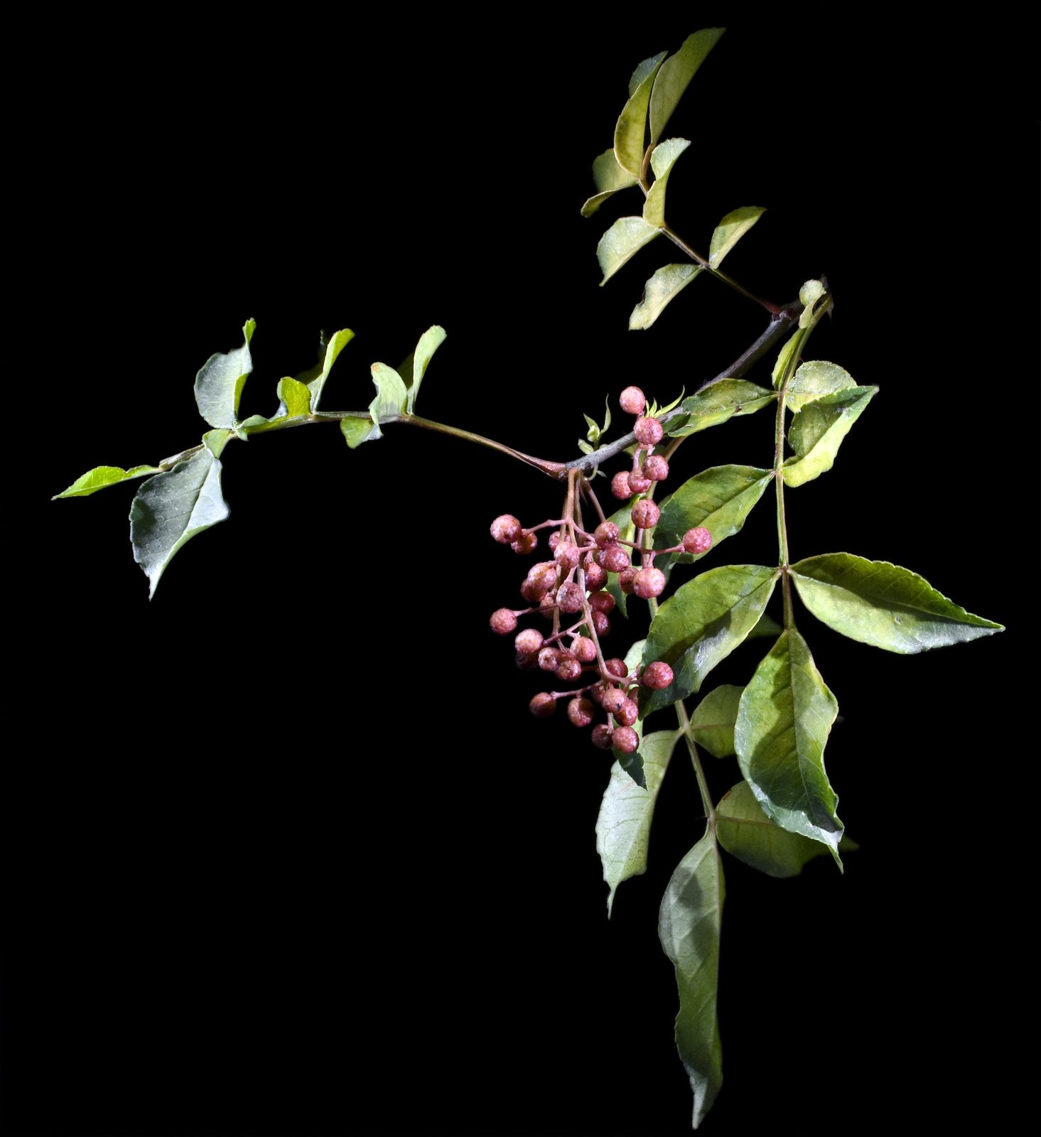 Japanese Pepper (Zanthoxylum piperitum) plant