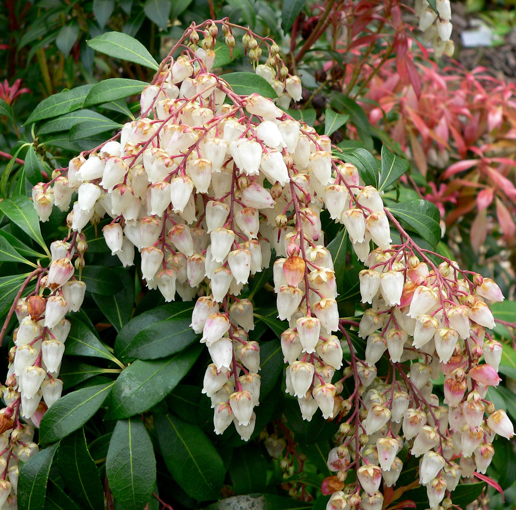 Japanese Pieris (Pieris japonica) plant — close-up photo