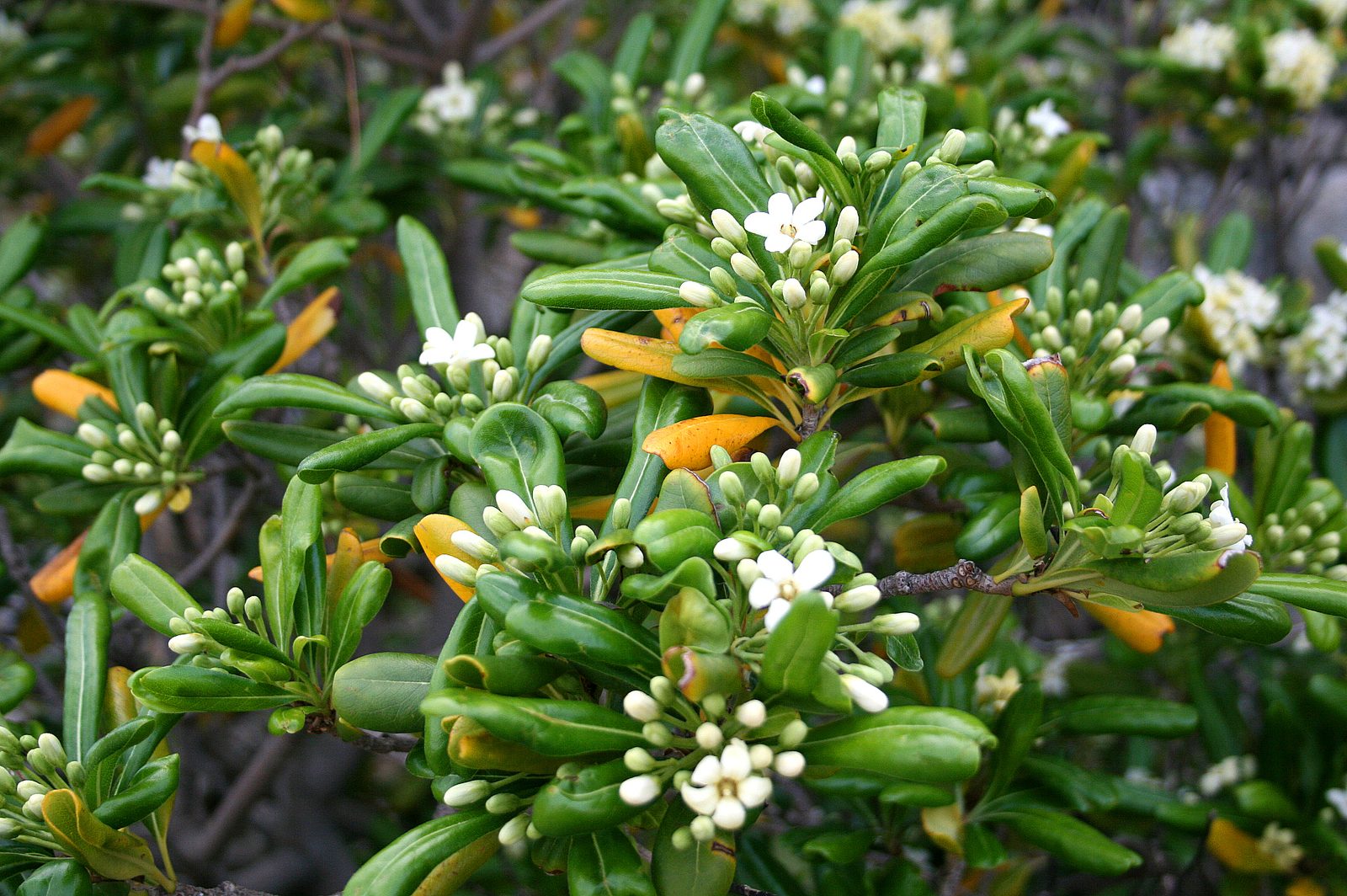 Japanese Pittosporum (Pittosporum tobira) plant