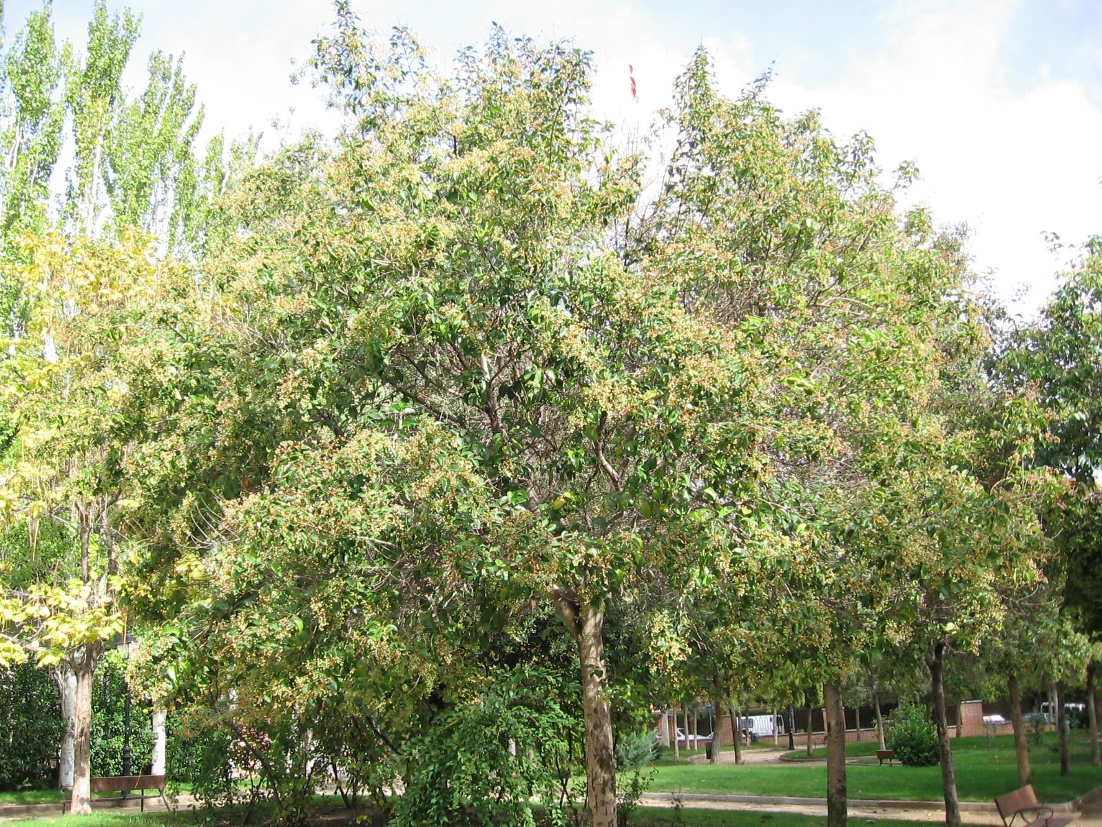 Japanese Privet (Ligustrum japonicum) plant