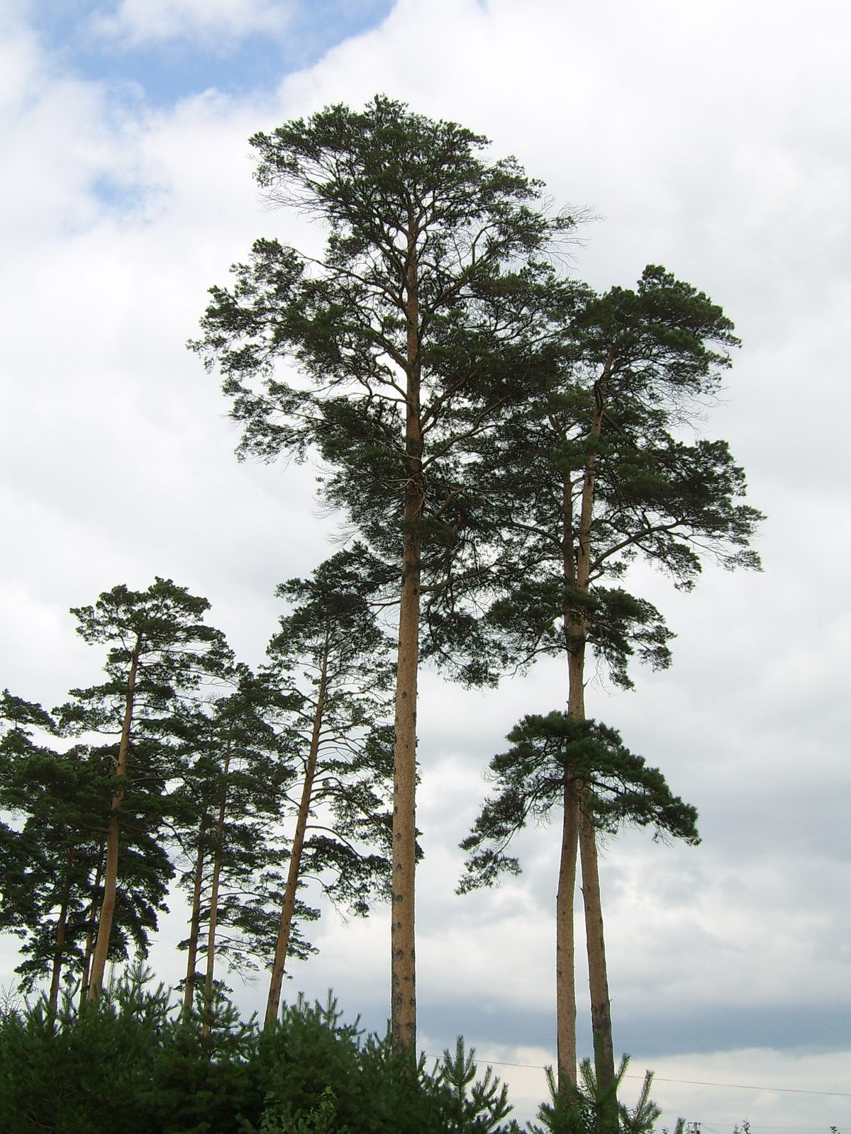 Japanese Red Pine (Pinus densiflora) plant