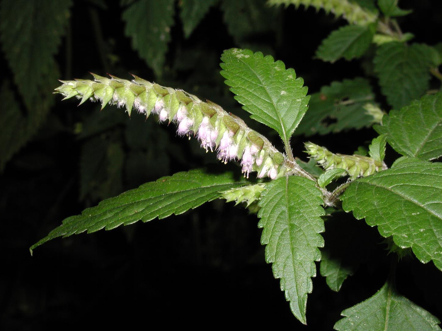 Japanese Shrub Mint (Elsholtzia ciliata) plant