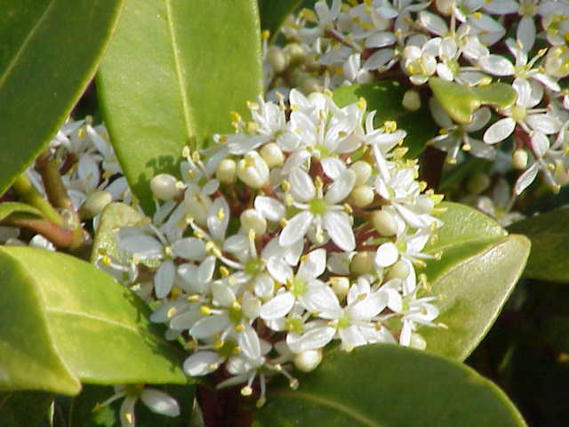 Japanese Skimmia (Skimmia japonica) plant