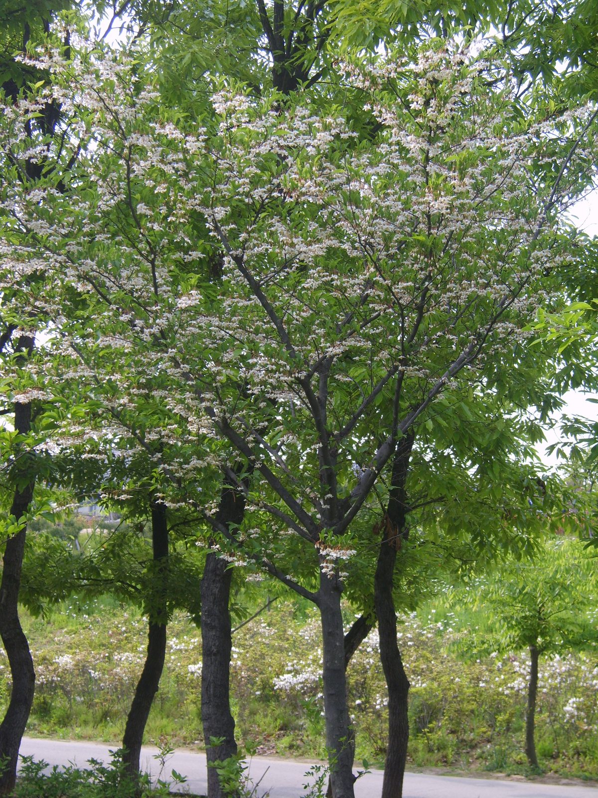 Japanese Snowbell (Styrax japonicus) plant