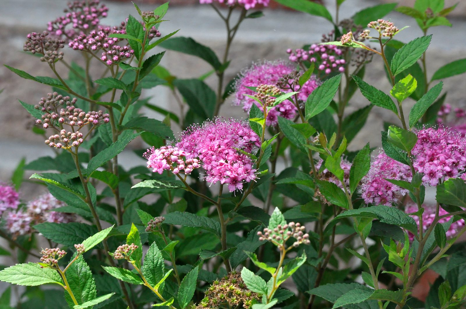 Japanese Spiraea (Spiraea japonica) plant