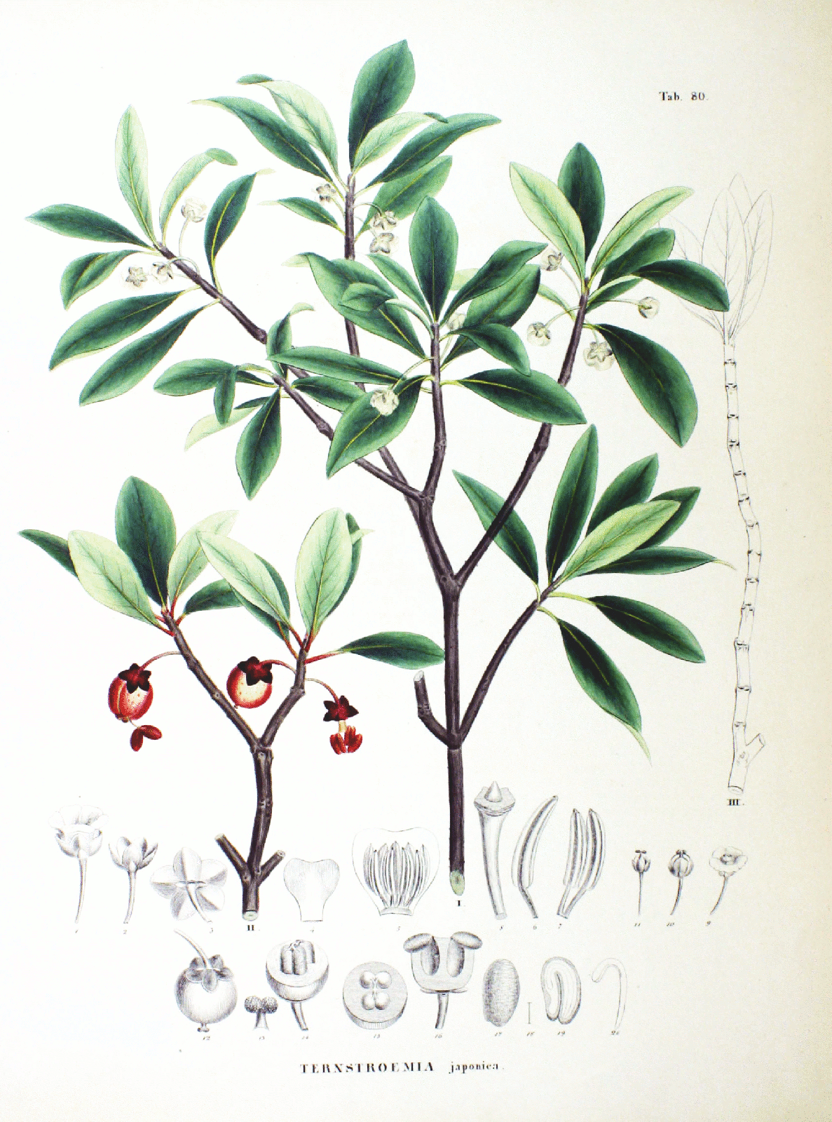 Japanese Ternstroemia (Ternstroemia gymnanthera) plant