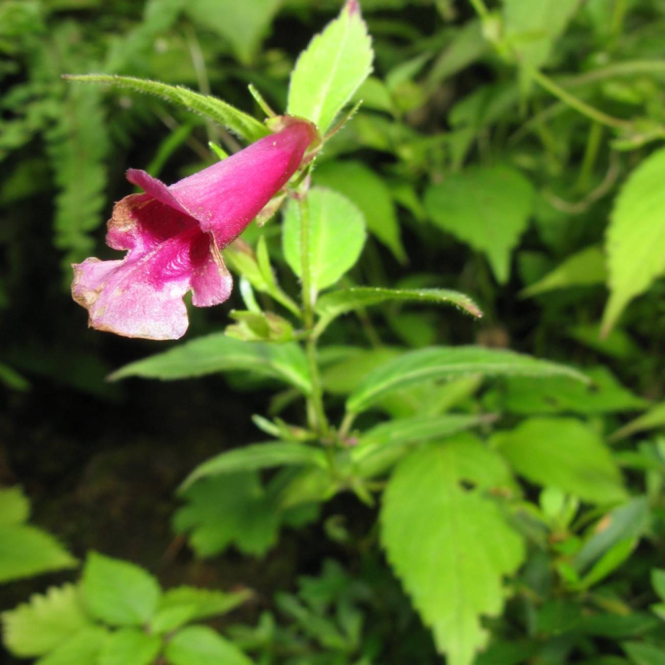 Japanese turtlehead (Chelonopsis yagiharana) plant — close-up photo