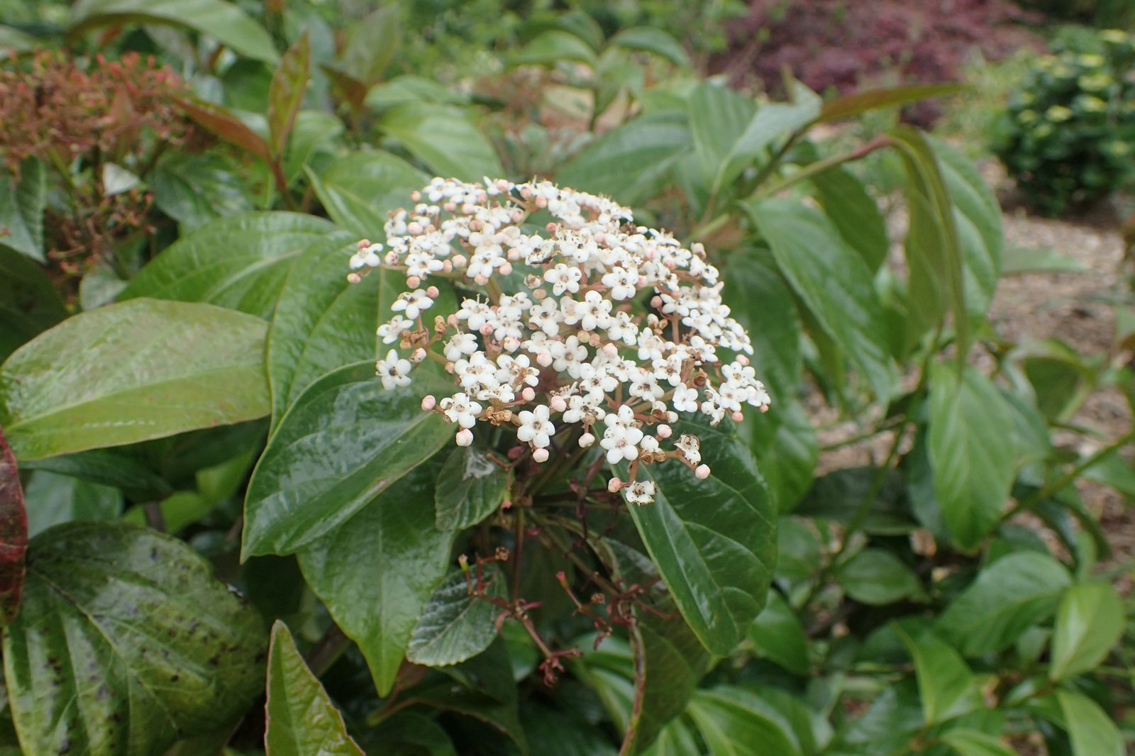 Japanese Viburnum (Viburnum japonicum) plant