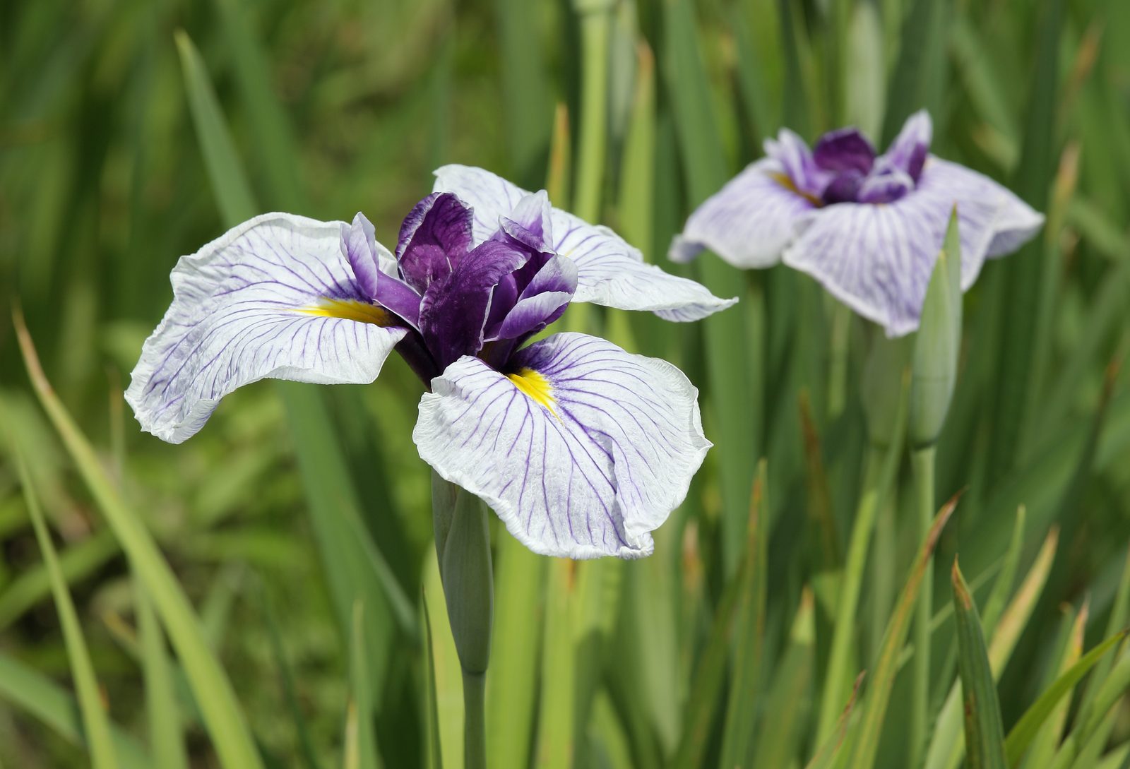 Japanese Water Iris (Iris ensata) plant