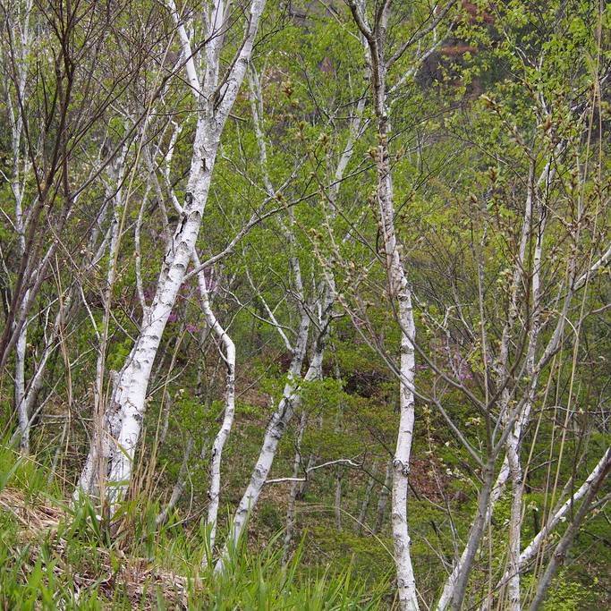 Japanese white birch (Betula platyphylla) plant — close-up photo