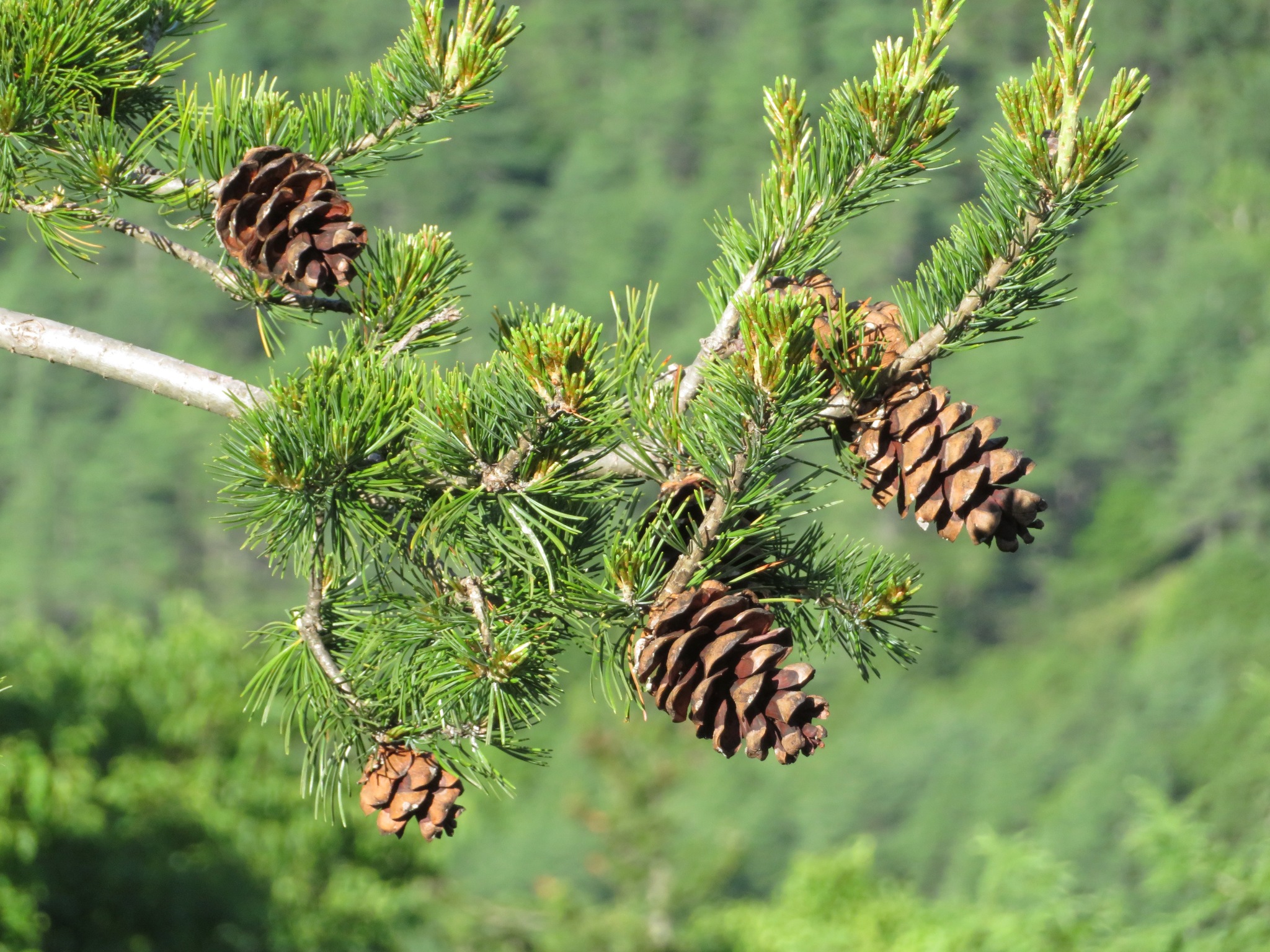 Japanese White Pine (Pinus parviflora) plant