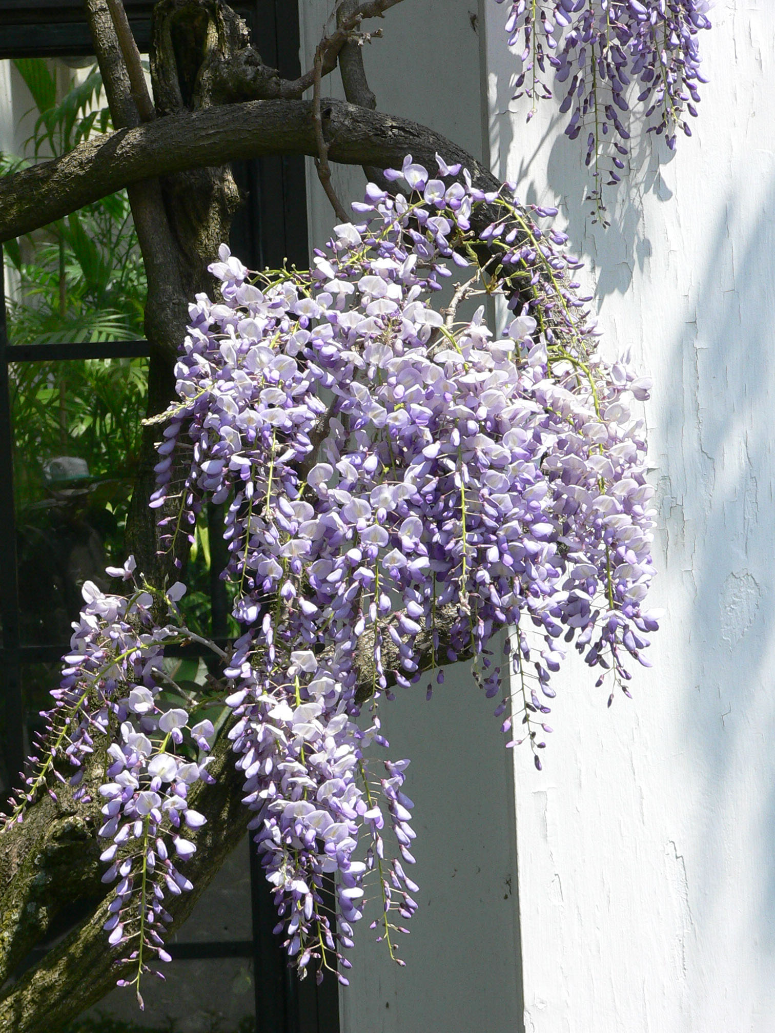 Japanese Wisteria (Wisteria floribunda) plant